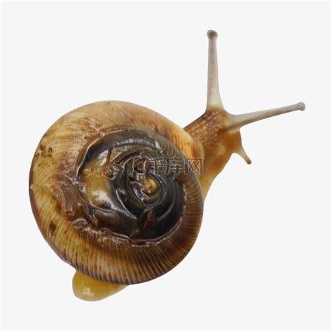 移动的小蜗牛素材图片免费下载-千库网