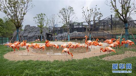 2020武汉动物园开放时间 门票优惠政策_旅泊网