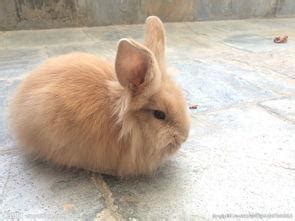 十大宠物兔品种多种垂耳兔上榜第一最小最可爱 – 蓝云宠物网