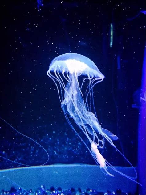 深海中发光的水母4高清摄影大图-千库网