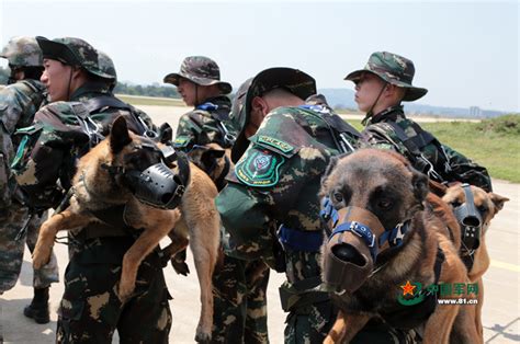 解放军特种部队军犬首次参加机降演练(图)|军犬| 机降_凤凰资讯