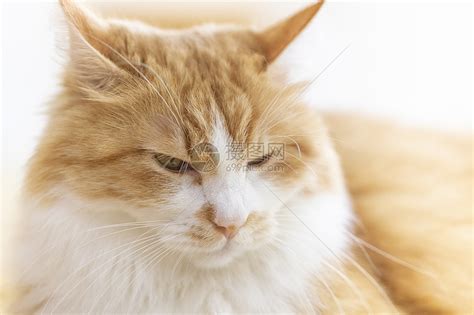 女生温柔头像橘猫