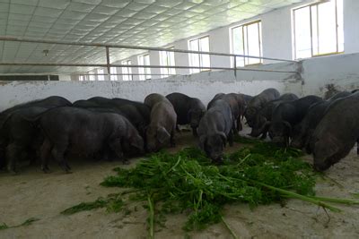香猪养殖加盟 巴马香猪养殖销售联盟的问题集锦_华夏智能网
