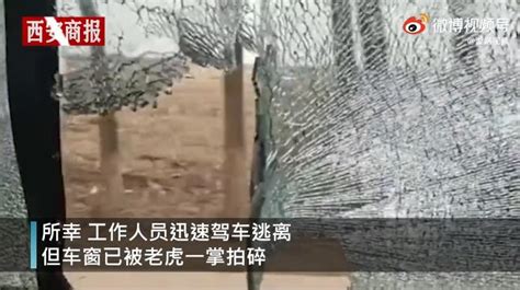 黑龙江鸡西市一村庄发现一只老虎，民警正在村屯进行巡逻宣传提醒注意安全