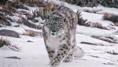 致我们共同的地球-实拍濒危动物雪豹生存状态-最新高清视频在线观看-芒果TV