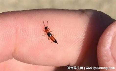 飞蛾咬人后图片