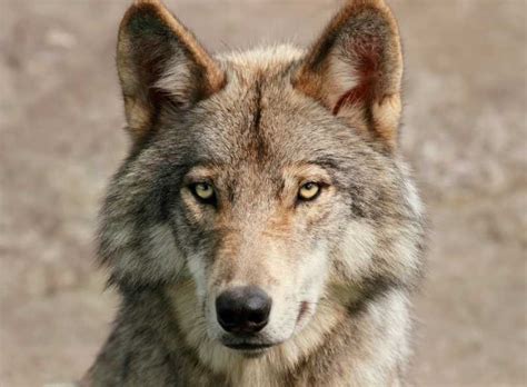 森林里的野生狼图片-圆月下的狼素材-高清图片-摄影照片-寻图免费打包下载