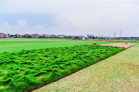 常用草坪品种有哪些?绿化草皮品种介绍-行业新闻-中国花木网