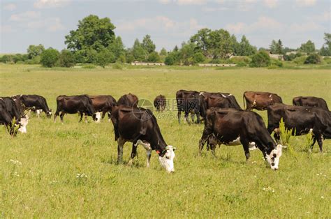 牛群在青绿草地上放牧阳光明媚的夏日村庄奶牛一种高清图片下载-正版图片307701400-摄图网