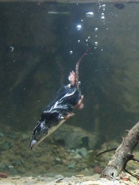 哺乳动物中最小的“潜水员”——北美水鼩鼱 - 神秘的地球 科学|自然|地理|探索