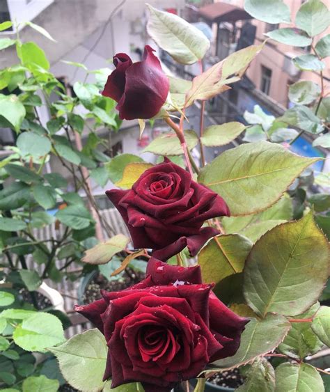 自产自销 黑魔术玫瑰种苗 鲜切花玫瑰小苗大花月季盆栽植物批发-阿里巴巴