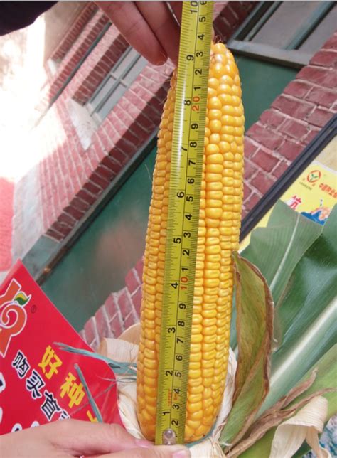 乾玉187（冀审玉20170016）-河北天和种业有限公司 玉米、小麦、棉花种子 种子研发 河北种子