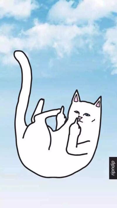 贱猫图片