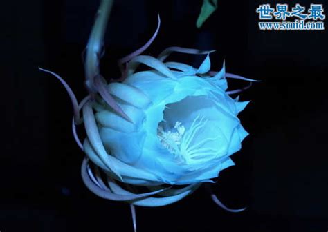 世界上最漂亮的花（求图片与名称）-世界上最漂亮的花是什么花？（尽量带图片） _汇潮装饰网