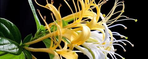 金银花怎么种植和管理（金银花的栽培及管理要点） - 花晓网