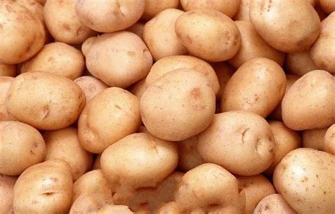 马铃薯几月份种植 - 农敢网