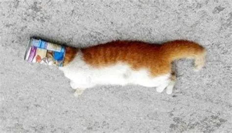 猫咪死了怎么处理 猫死是替主人挡灾的吗_宠物百科 - 养宠客
