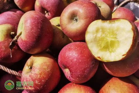 苹果的营养价值和食用功效 - 素食健康 - 梅州市 千佛塔寺