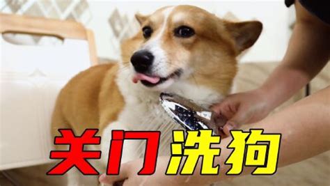 狗精图片