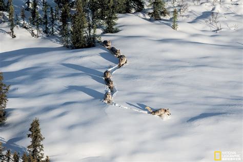 雪地上的狼群高清图片-千叶网