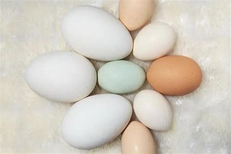鸡蛋、鸭蛋、鹅蛋、鹌鹑蛋 哪种营养价值最大 | 冷饭网
