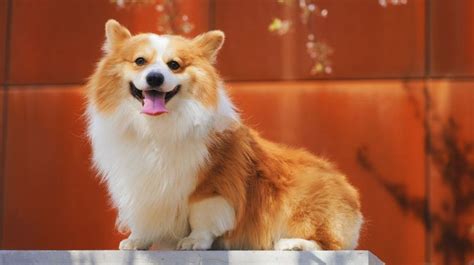 Sejarah Dan Karakter Anjing Ras Golden - Dunia Seputar Anjing