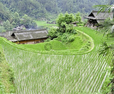 光东村水稻观光园是2017年扩建，今年稻田的景观画是“不忘初心|稻田|东村|水稻_新浪新闻