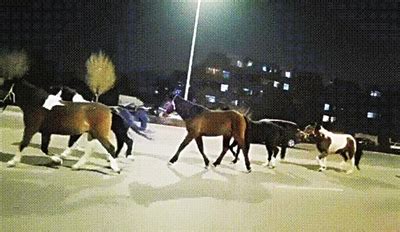 8匹马“离家出走”进城民警牵马连夜寻找失主-宁夏新闻网