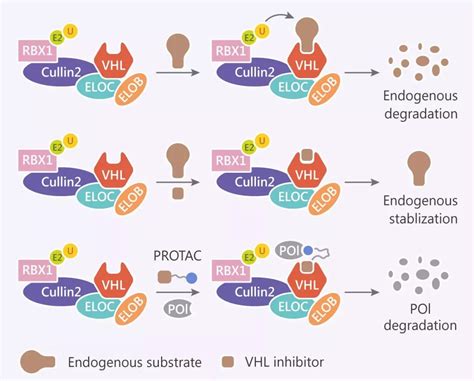 VHL基因突变所致家族性红细胞增多症2型一例及文献复习