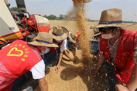 河南麦收新图景丨一组图片，看看田地里最美老人-大河新闻