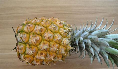 菠萝知道它多少，是怎么种植的，哪些地区有栽培