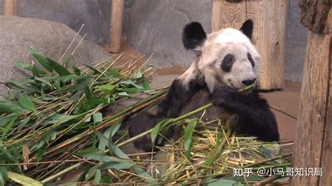 旅美大熊猫高高回国 高高已经28岁是一只老龄大熊猫图片一览_国际新闻_海峡网