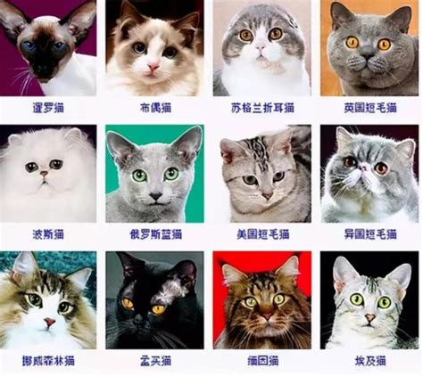 宠物猫的种类图片及名称（猫咪品种大全及图片和名字价格） - 胖萌舍宠物网