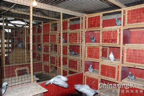 鸽舍建造-中国信鸽信息网相册