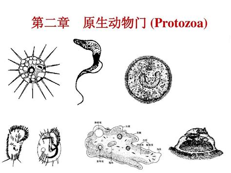 细胞真菌生物结构图片素材-正版创意图片400196417-摄图网
