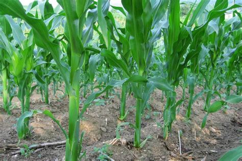 夏玉米品种前十名 夏玉米品种排行榜 —【发财农业网】