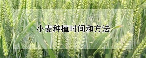 小麦种植时间和方法-农百科