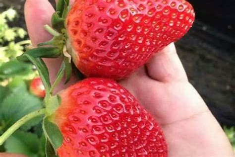 红颜草莓的优点，农产品如何取高大上的店名字_起名_若朴堂文化