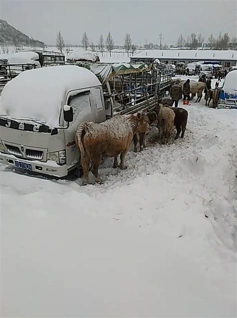 东北农村下雪了，看看集市上的牲口就知道雪很大