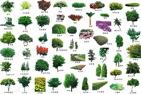 常见树木的名称和图片-百度经验