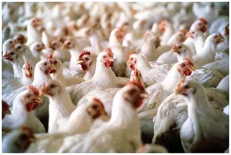 史上最严重的禽流感正席卷全球，上亿只家禽被扑杀，会传染人类吗|禽流感|扑杀|家禽_新浪新闻