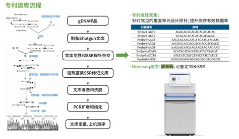 SSR分子标记开发