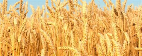 山东5985万亩小麦开始收获 - 图片新闻 - 网站新闻 - 陇萃源