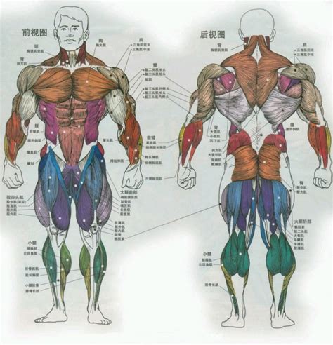 大腿肌肉分布图图片