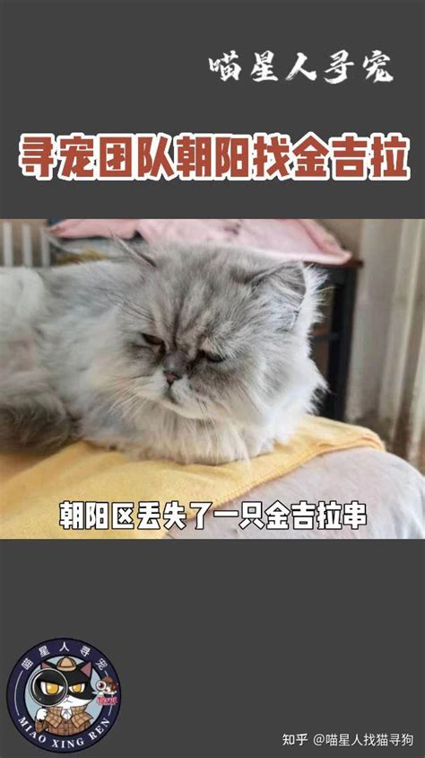 福州找猫纪实——#上海寻猫团队#上海找猫团队#上海寻猫公司 - 知乎