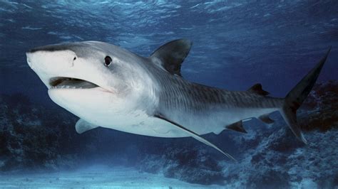 Wie groß wird der Weiße Hai - Wie Gross - Wie Schwer Wie Weit-Wie Hoch