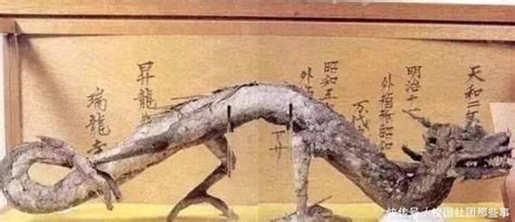 南水北调挖出“巨龙”，距今超6000年，考古家：龙的存在铁证如山_6.奇闻奇事_蓝星新时代网