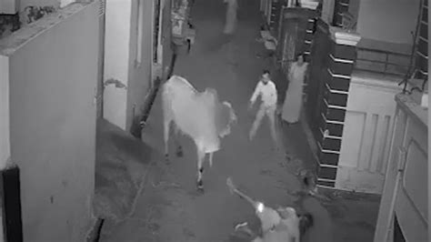 印度一70岁老人遭公牛袭击 在孙子和路人帮助下逃脱