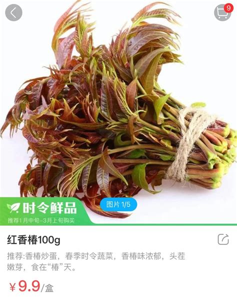 香椿芽什么时候采摘？香椿芽的价值和功效-致富经-中国花木网