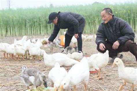 高台：规模养殖助力现代畜牧业向纵深发展--高台县人民政府门户网站